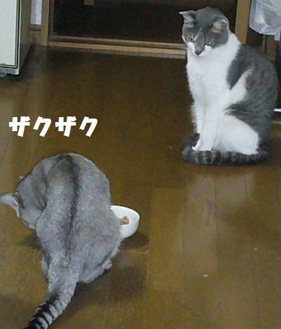ポーカーフェイス_f0002743_1585983.jpg