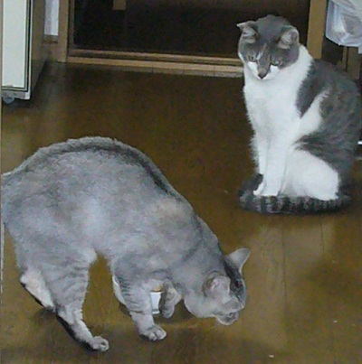 ポーカーフェイス_f0002743_1591475.jpg