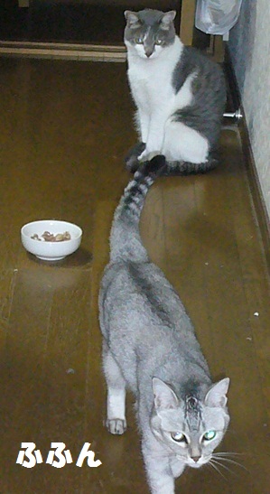 ポーカーフェイス_f0002743_1593075.jpg