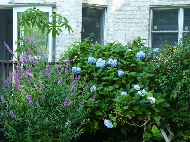 今年も紫陽花の季節になり、_a0170045_2301336.jpg