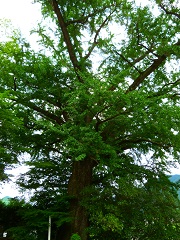 a0202251_922494.jpg