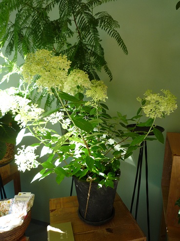 a0201358_1961427.jpg