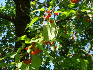 山の恵み frutti di bosco_a0155659_1245555.jpg