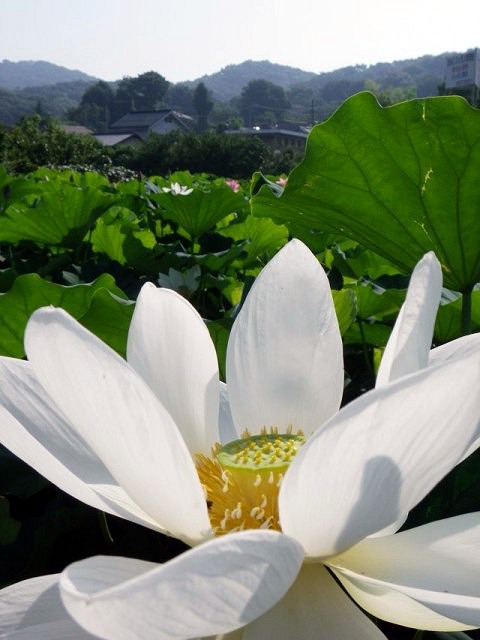 薮塚の「日中平和友好大使蓮」2011 (太田市薮塚町) _b0004675_1321639.jpg