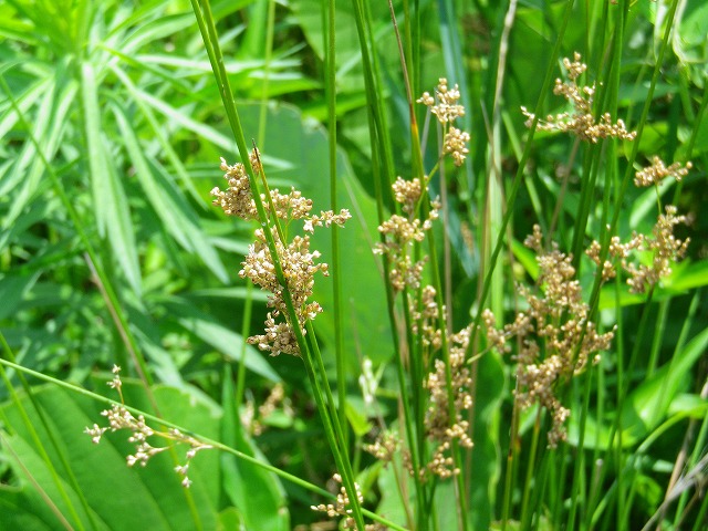 日本一短い名前の植物の花 自然風の自然風だより