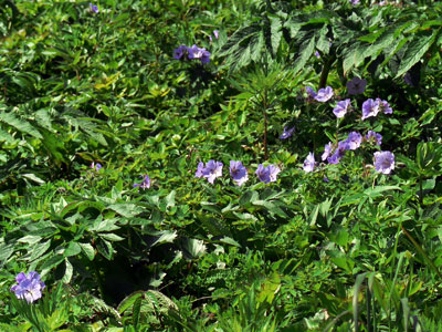 f0083977_703119.jpg