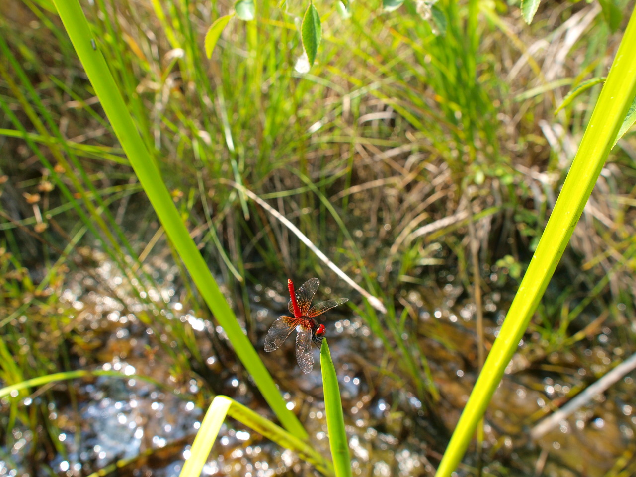 e0123889_18253537.jpg