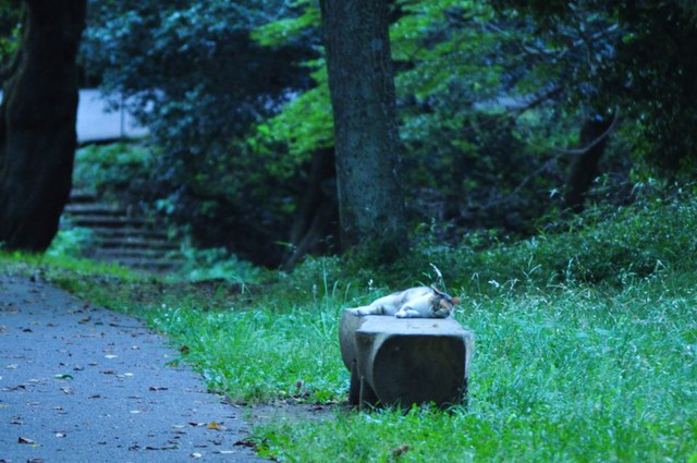 猫の時間_a0126590_23472373.jpg
