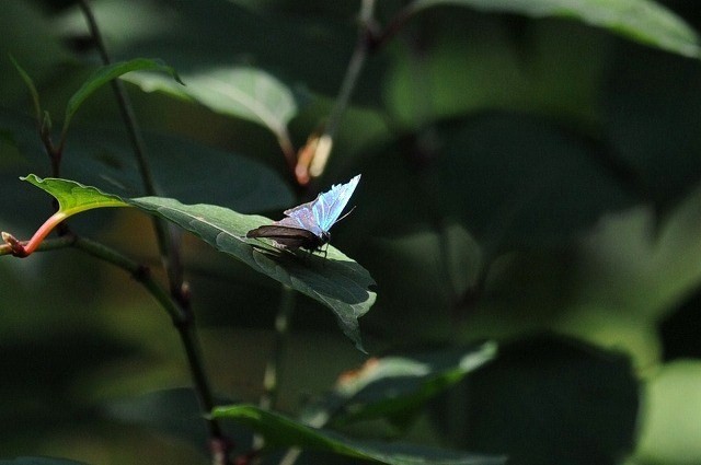 水色のお花が咲いて・・・_a0117893_6425235.jpg