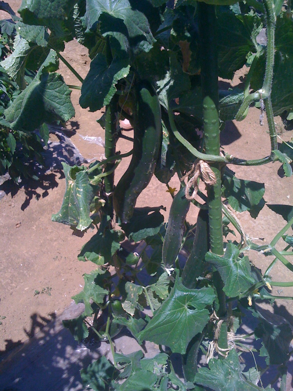 c0064706_1610829.jpg