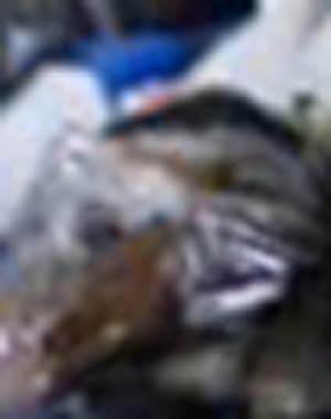 e0103408_22323111.jpg