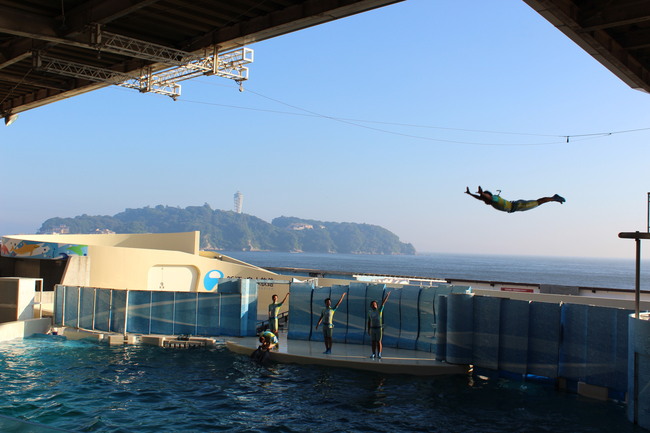 新江ノ島水族館　（２０１１．０７．１６撮影）　_a0208109_10243284.jpg