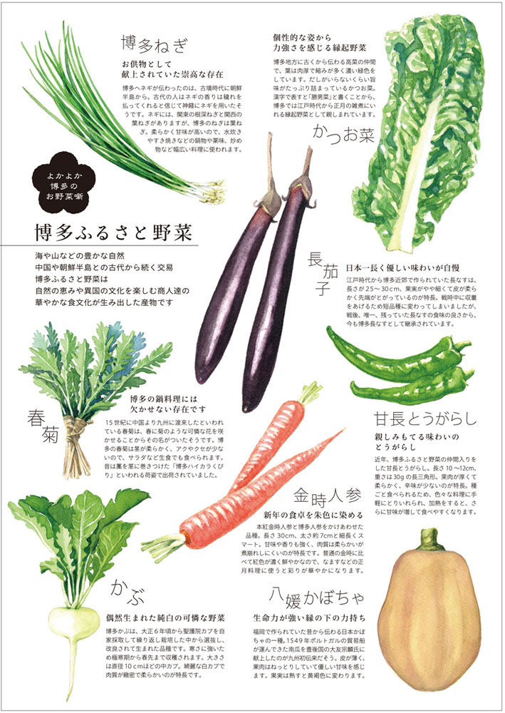 「博多ふるさと野菜」水彩画_c0186612_1514479.jpg