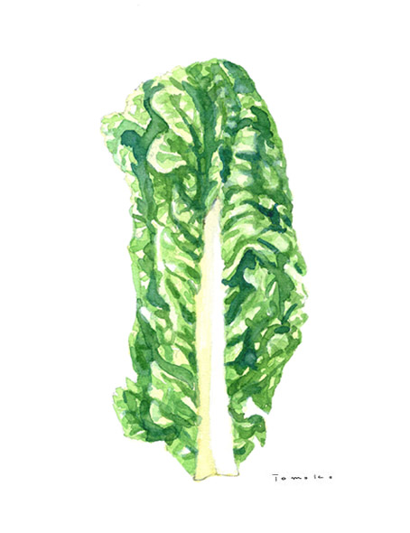 「博多ふるさと野菜」水彩画_c0186612_15213464.jpg