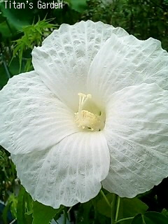 Hibiscus moscheutos var. albus_b0099813_19451975.jpg