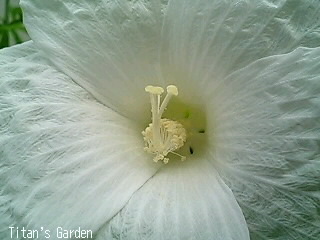 Hibiscus moscheutos var. albus_b0099813_19451983.jpg