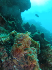 11.7.17 意外な天候・海況に恵まれて_b0100730_2215419.jpg
