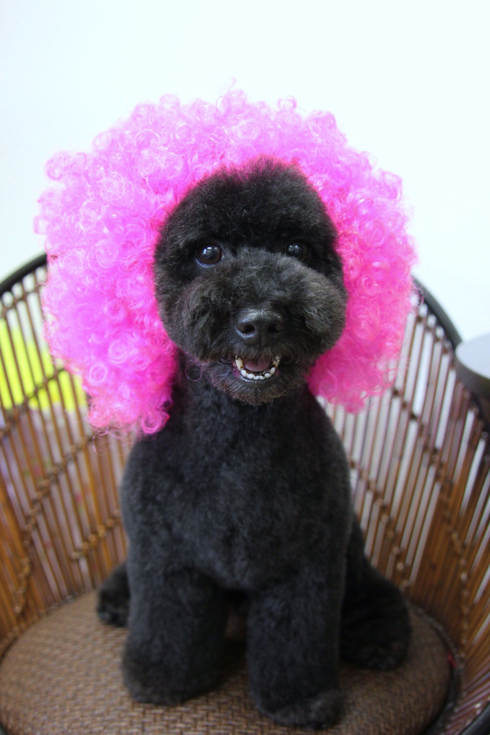 トイプードル すみれちゃんの6ミリサマーカット Dogsalon Mahalo トイプードル すみれちゃんの6ミリサマーカット Dogsalon Mahalo