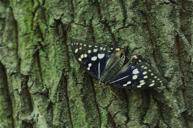 蝶の里公園 ~オオムラサキ2~_f0222161_2011719.jpg