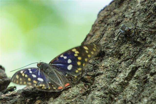 蝶の里公園 ~オオムラサキ2~_f0222161_201550.jpg