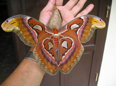 e0118683_20343577.jpg