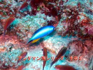 6年ぶりだよ、ダイビング_f0144385_8305353.jpg