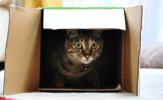 猫の時間_a0126590_12966.jpg