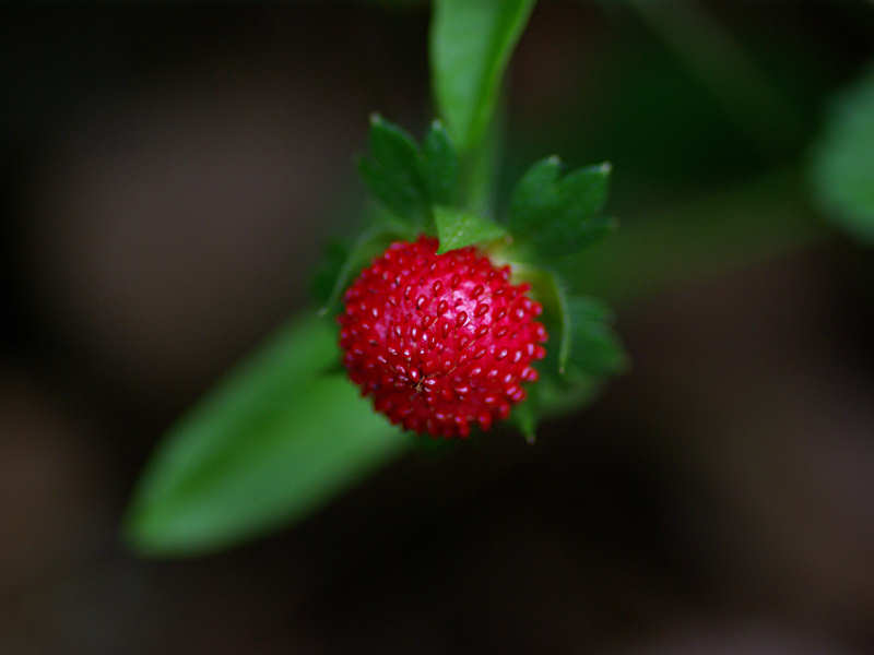 ヘビイチゴ（舞鶴公園 2011/07/15撮影）_f0204094_2046148.jpg