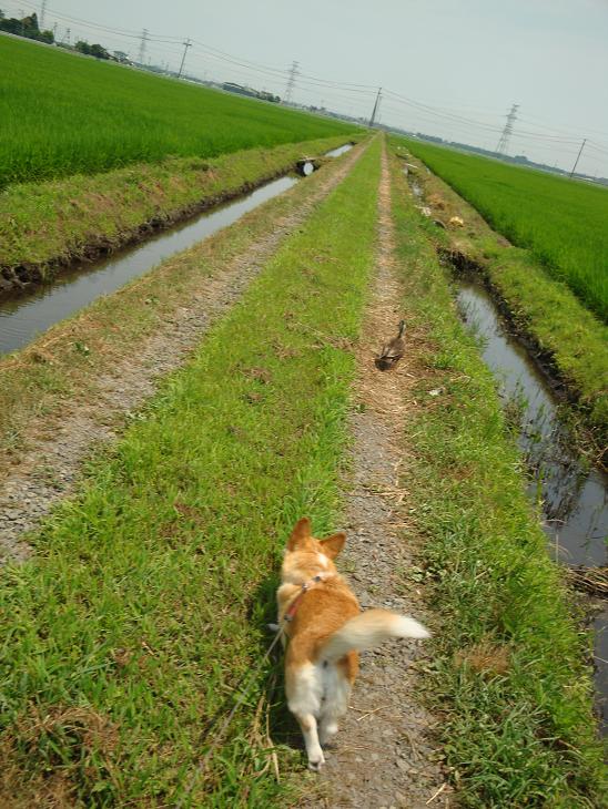 青田のカモ_f0075595_191115.jpg