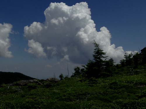 池の平湿原花情報_e0120896_6564824.jpg