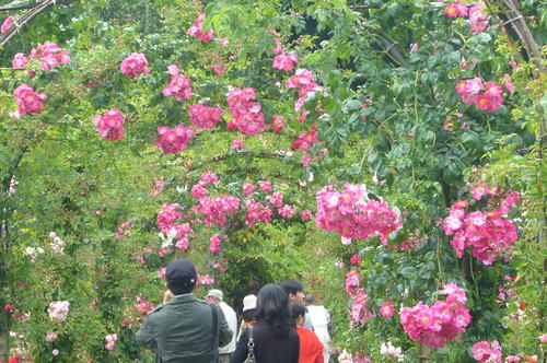 バラ園のバラが素敵です_b0117700_1359319.jpg