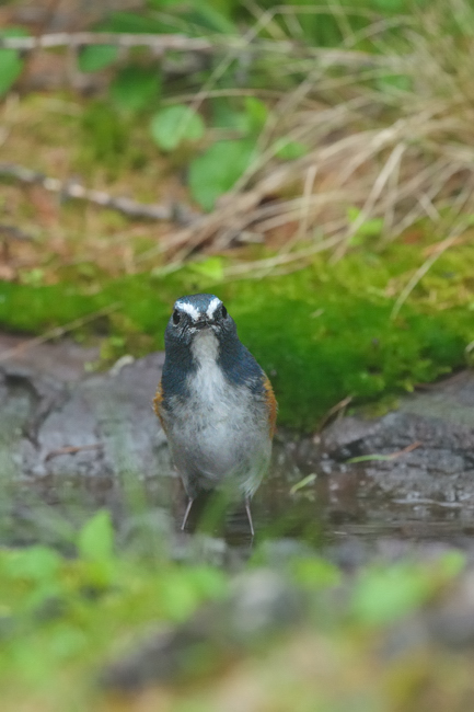 避暑中の鳥達_e0149914_1836181.jpg