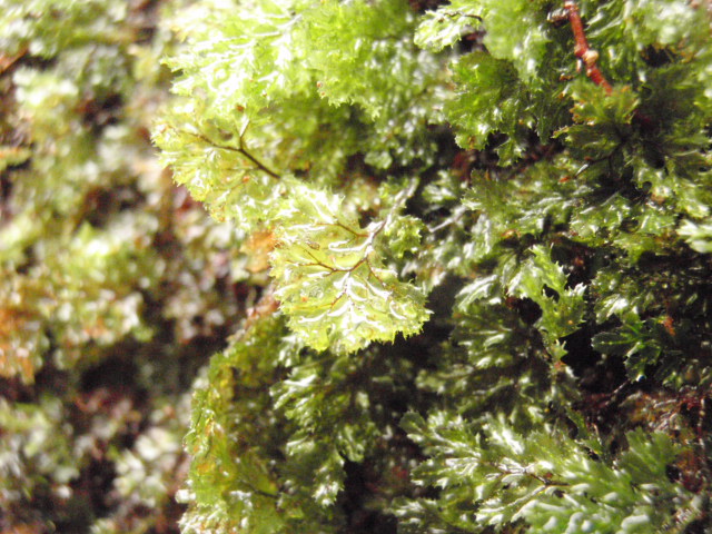 Hymenophyllum sp_d0187020_19295049.jpg