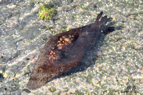 186 島根町 ~初シュノーケリング~_c0211532_13205588.jpg