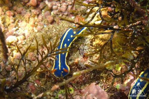 186 島根町 ~初シュノーケリング~_c0211532_1325453.jpg