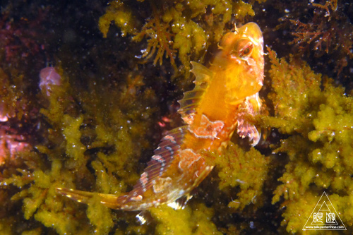 186 島根町 ~初シュノーケリング~_c0211532_13312853.jpg