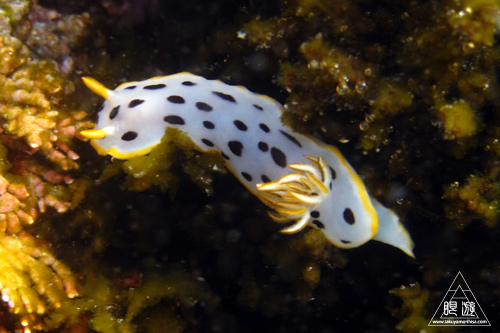 186 島根町 ~初シュノーケリング~_c0211532_13382417.jpg