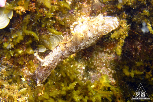 186 島根町 ~初シュノーケリング~_c0211532_13434292.jpg