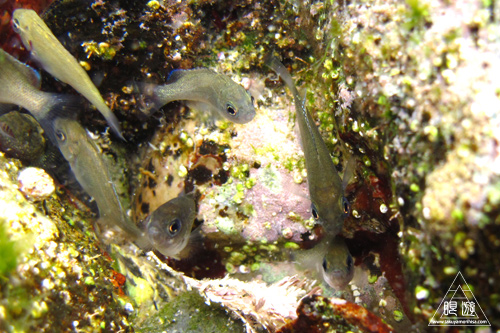186 島根町 ~初シュノーケリング~_c0211532_14243575.jpg
