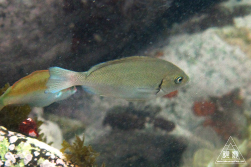 186 島根町 ~初シュノーケリング~_c0211532_1494470.jpg
