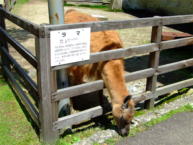 さっそくボランティア活動中?_a0179837_1822775.jpg