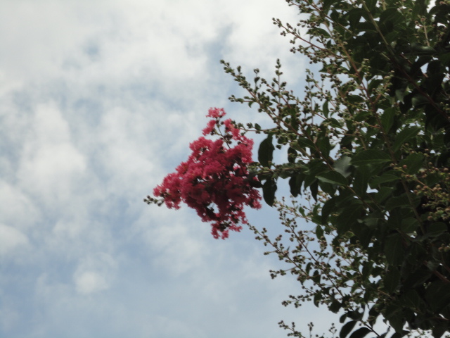 a0116439_13203229.jpg