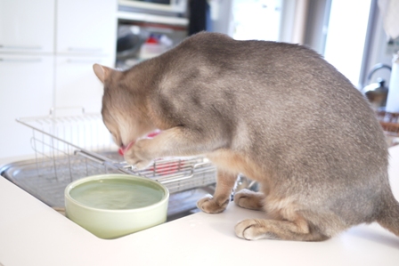 猫のお友だち 庄九朗くん来未ちゃん編。_a0143140_22101040.jpg