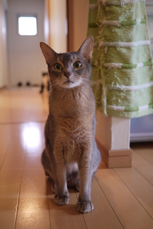 猫のお友だち 庄九朗くん来未ちゃん編。_a0143140_2210546.jpg