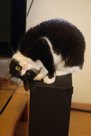 猫のお友だち 庄九朗くん来未ちゃん編。_a0143140_22142593.jpg