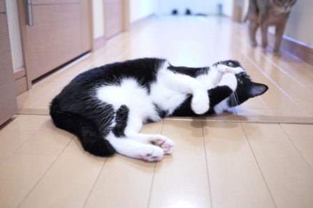 猫のお友だち 庄九朗くん来未ちゃん編。_a0143140_22194423.jpg