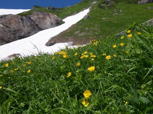 雪渓まみれ、花まみれ（白馬岳～初日編）_c0078441_16454134.jpg