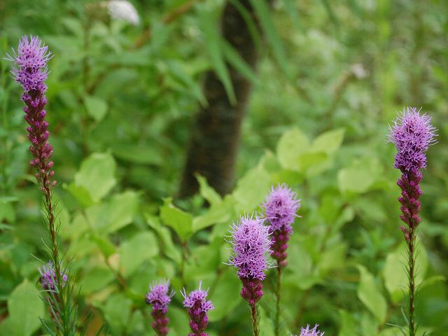 リアトリス ポピュラーな花