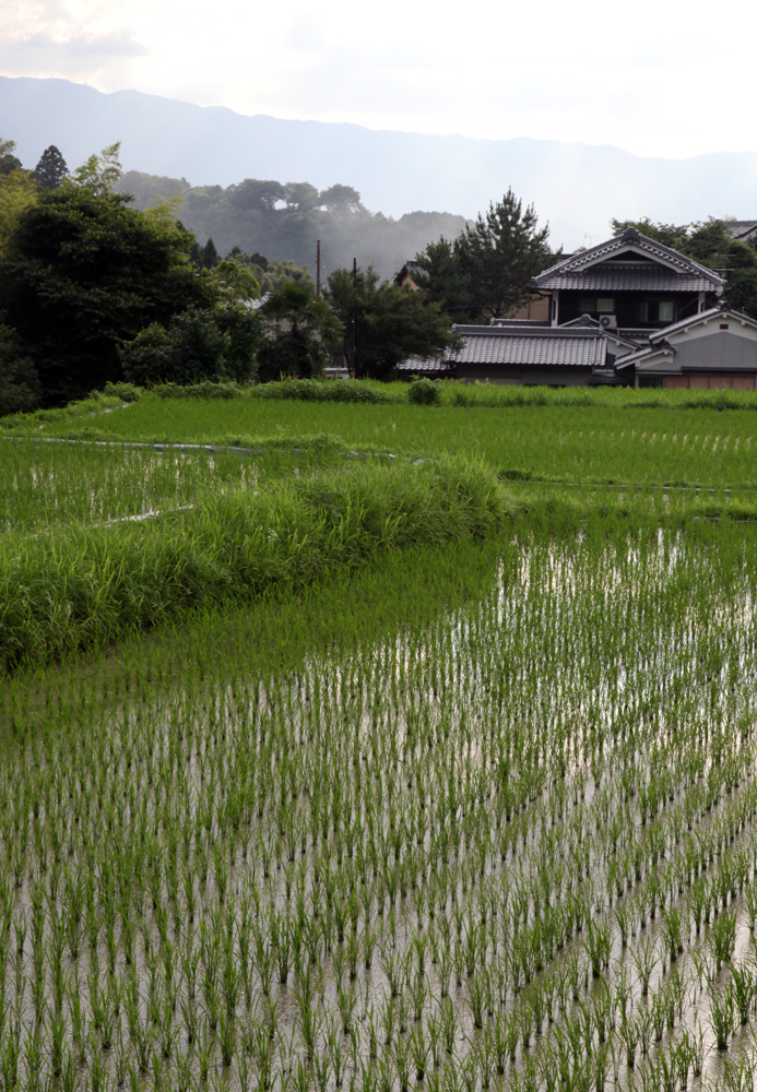 明日香　八釣（やつり）　田圃_c0108146_220781.jpg