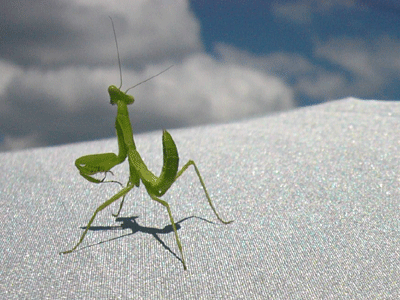 c0225153_97915.gif